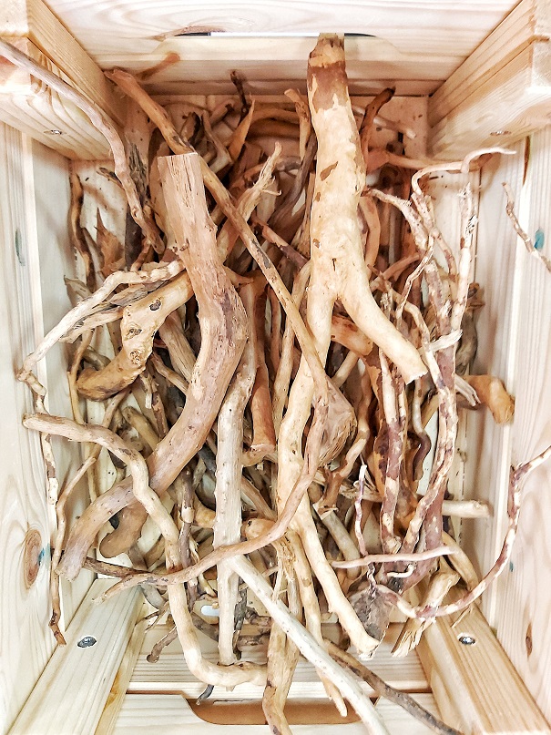 Spiderwood Äste - Nano Fingerwurzel Set