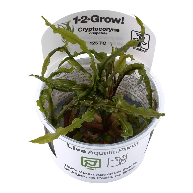genoppter Wasserkelch - Cryptocoryne crispatula