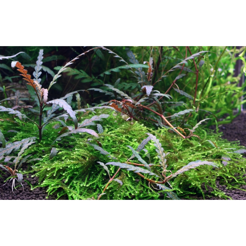  Hygrophila pinnatifida - Fiederspaltiger Wasserfreund