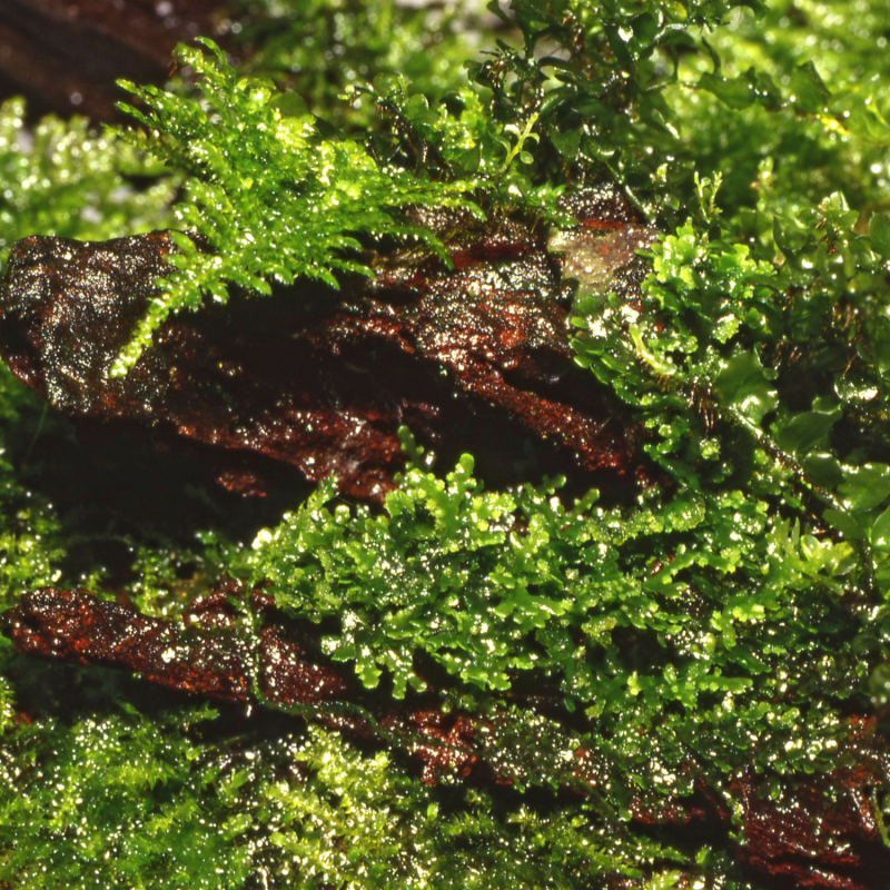 Korallenmoos -  Riccardia chamedryfolia